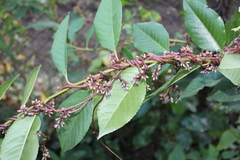 Cuscuta lupuliformis