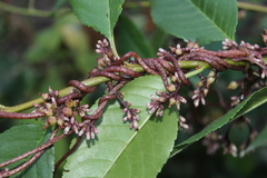 Cuscuta lupuliformis