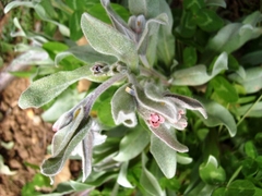 Cynoglossum cheirifolium