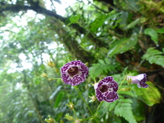 Monopyle paniculata