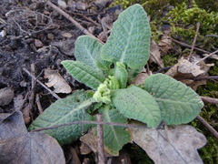 Primula veris