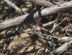 Chrysanthrax crocinus