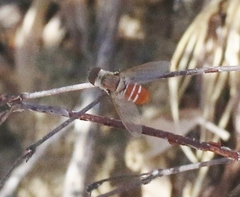 Chrysanthrax crocinus