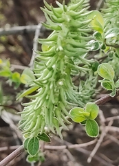 Salix caprea