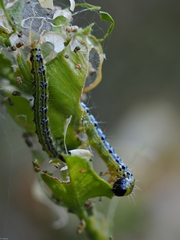 Cydalima perspectalis