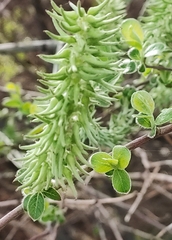 Salix caprea