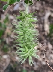 Salix caprea