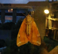 Euplagia quadripunctaria