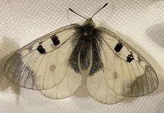 Parnassius nordmanni