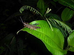 Phaeoparia lineaalba