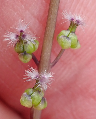 Image of Triglochin compacta by (c) Nicola van Berkel, some rights reserved (CC BY-SA)