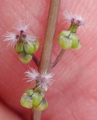 Triglochin compacta