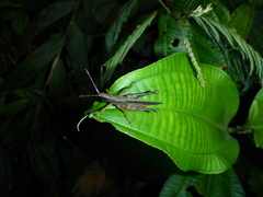 Phaeoparia lineaalba