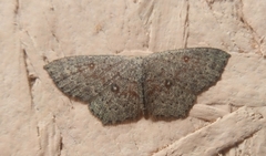 Cyclophora pendularia