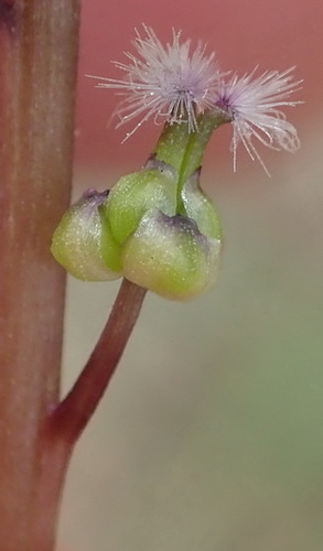 Image of Triglochin compacta by (c) Nicola van Berkel, some rights reserved (CC BY-SA)
