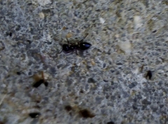 Crematogaster auberti