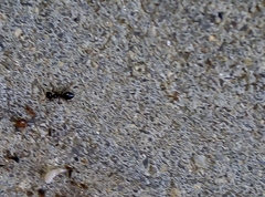 Crematogaster auberti