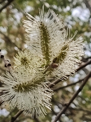 Salix caprea