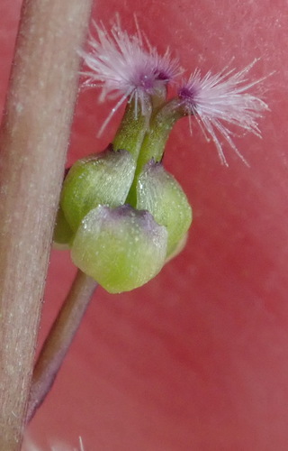 Image of Triglochin compacta by (c) Nicola van Berkel, some rights reserved (CC BY-SA)