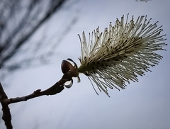Salix caprea