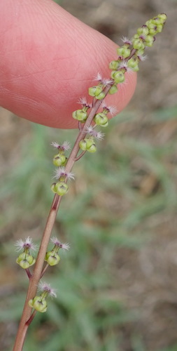 Image of Triglochin compacta by (c) Nicola van Berkel, some rights reserved (CC BY-SA)