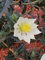 Mentzelia decapetala