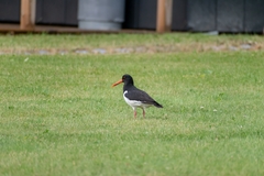 Haematopus ostralegus