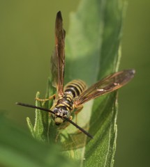 Myzinum quinquecinctum