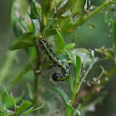 Cydalima perspectalis