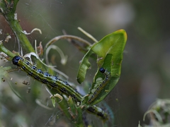 Cydalima perspectalis