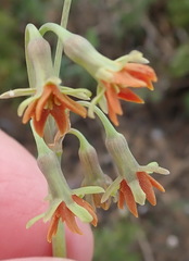 Tulbaghia capensis