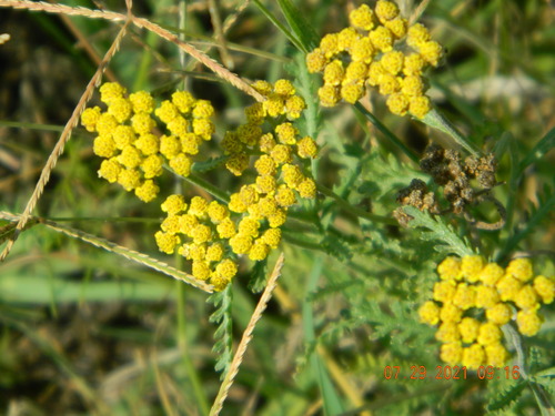 Image of Achillea leptophylla by (c) Galyna Mykytynets, some rights reserved (CC BY)