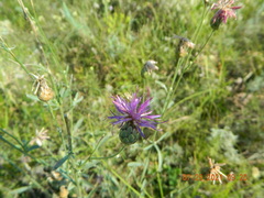 Centaurea scabiosa adpressa