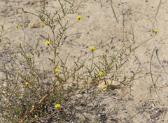 Lessingia glandulifera