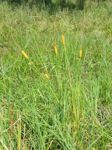 Typha laxmannii (Typha laxmannii)