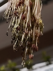 Acer negundo
