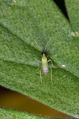 Macrolophus pygmaeus