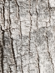 Acer negundo