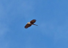 Accipiter striatus erythronemius