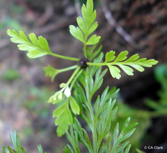 Asplenium × lucrosum