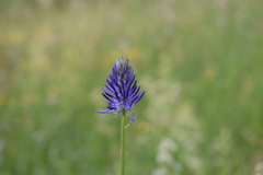 Phyteuma persicifolium
