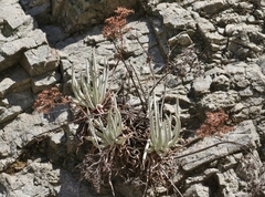 Dudleya densiflora