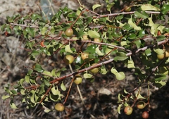 Prunus ilicifolia ilicifolia