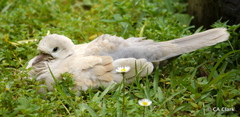 Streptopelia roseogrisea