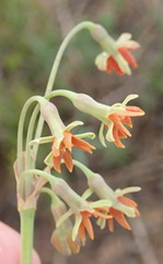 Tulbaghia capensis