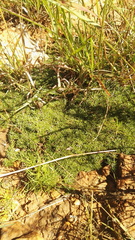 Helichrysum caespititium