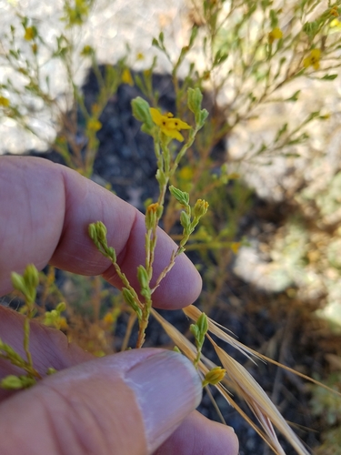Image of Deinandra lobbii by (c) D Defreese, some rights reserved (CC BY)