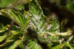 Dasineura ulmaria