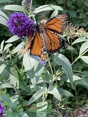 Danaus plexippus