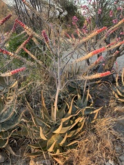 Aloe globuligemma